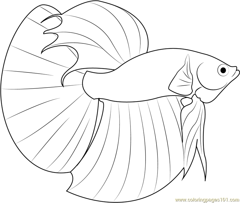 800x678 Siamese Fighting Fish Coloring Pages Betta Drawing At Getdrawings