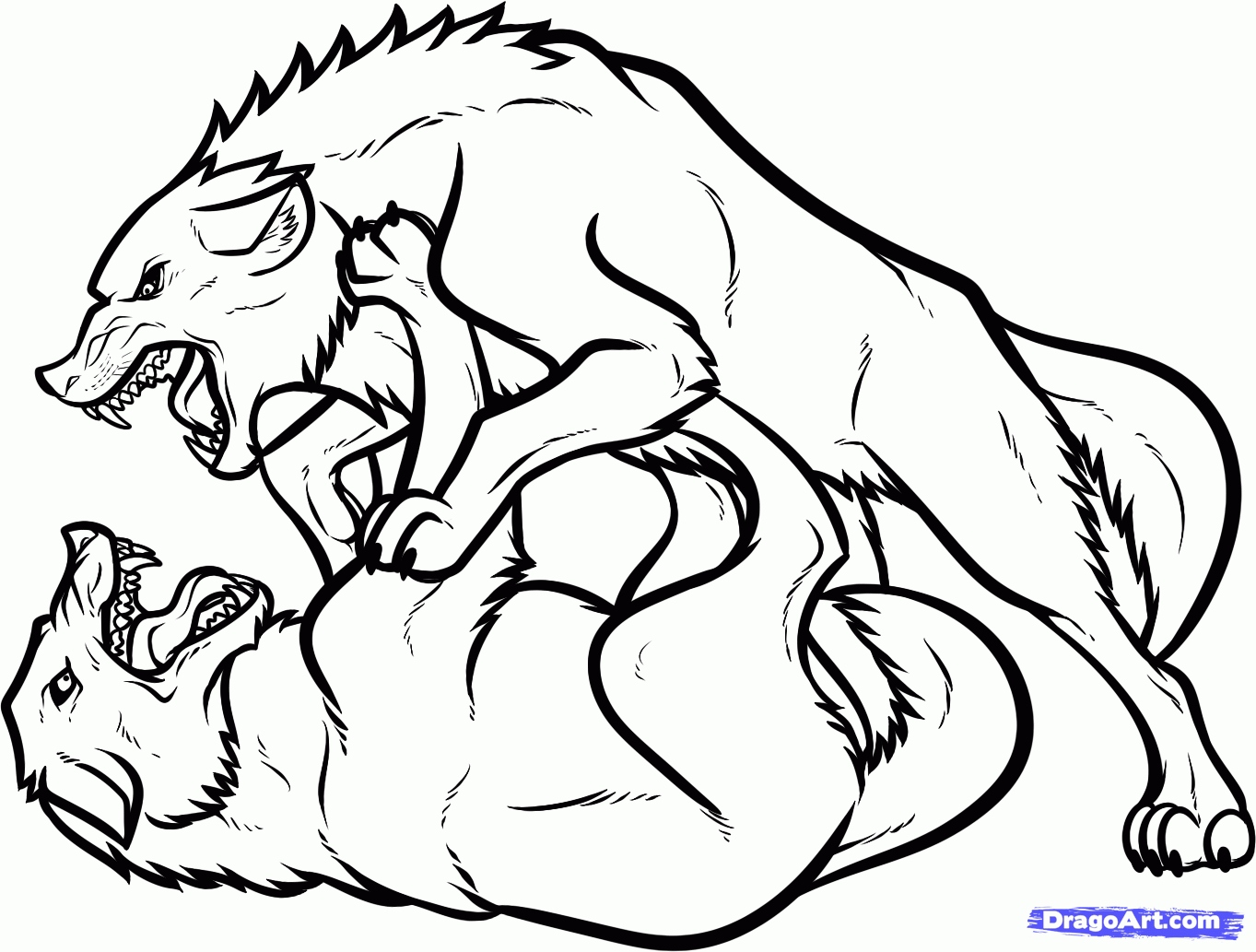 1363x1033 Wolf Coloring Pages Awesome How To Draw Fighting Wolves Wolf Fight