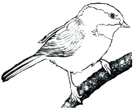 460x372 Chickadee Coloring Page