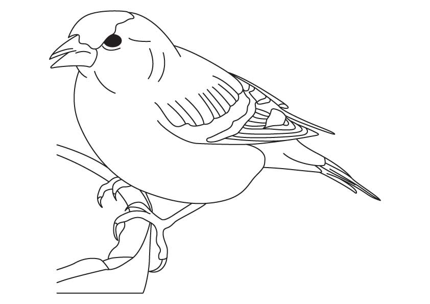842x595 Yellow Finch Coloring Pages Download And Print For Free