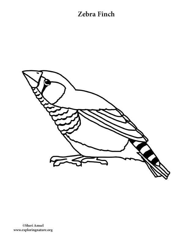612x792 Zebra Finch Coloring Page