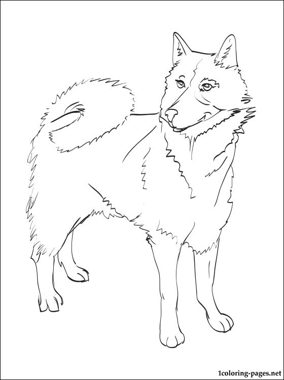 560x750 Finnish Spitz Coloring Page Coloring Pages