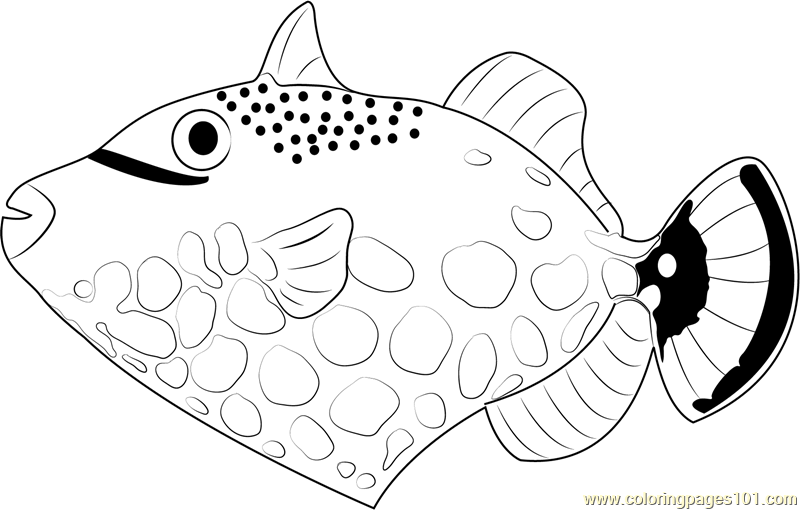 800x510 Clown Trigger Fish Coloring Page