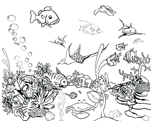 600x480 Fish Print Outs X X X Wallpaper Fish Print Out Fish Coloring Book