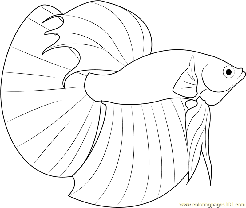 800x678 Betta Fish Coloring Page