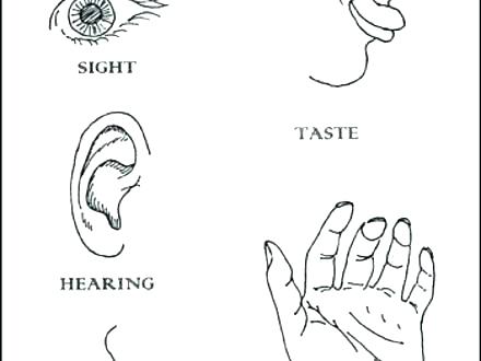 440x330 Five Senses Coloring Page Five Senses Coloring Sheet Here Are Five