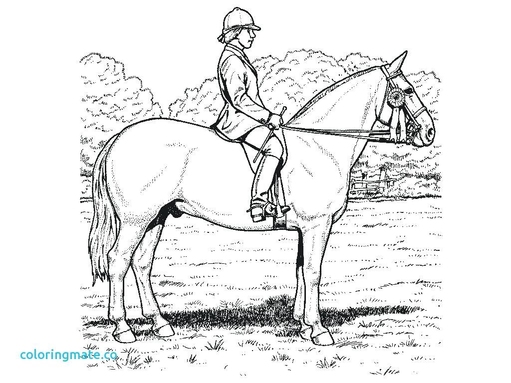 1024x768 Coloring Page Flat Stanley Coloring Page Realistic Horse Pages