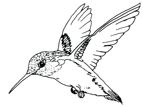 498x374 Bird Flying Coloring Page Birds Flying South Coloring Pages