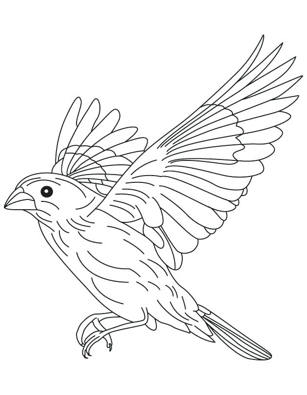 630x810 Brown Thrasher Coloring Page Brown Falcon In Flight Coloring Page
