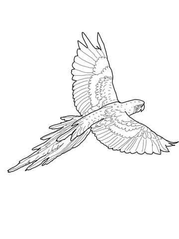 360x480 Flying Red And Green Macaw Coloring Page Coloring Pages