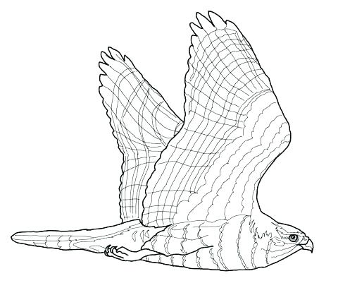 480x418 Hawk Coloring Pages Hawk Coloring Pages Goshawk Flight Coloring
