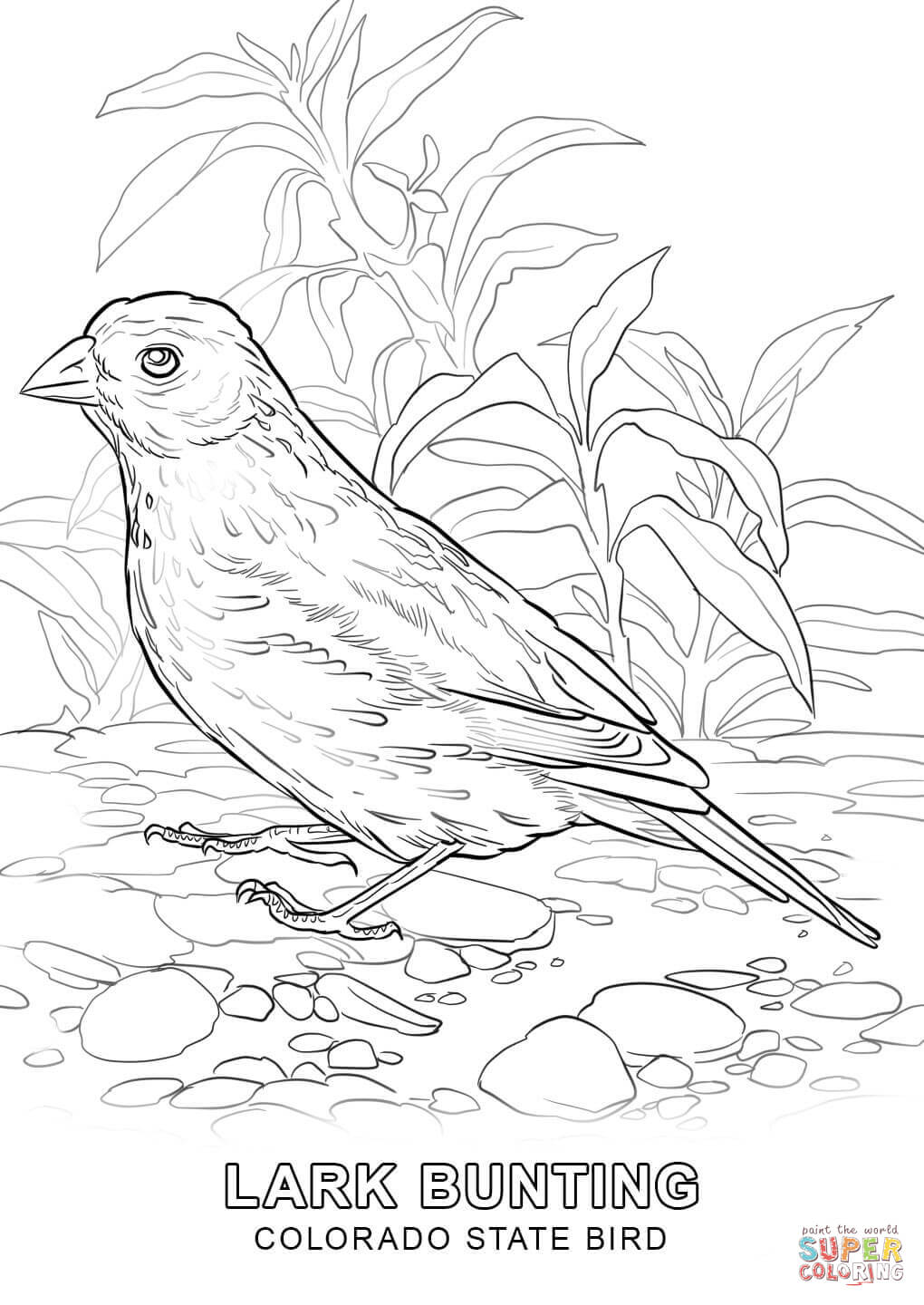 1020x1440 Revolutionary Florida State Bird Coloring Page Colorado Free