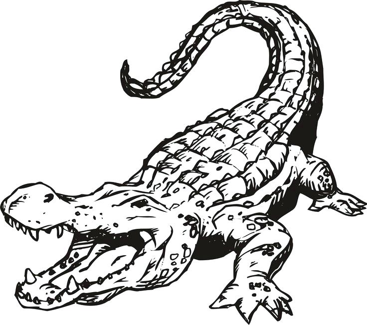 736x652 Florida Gator Coloring Pages Free Printable Alligator Coloring