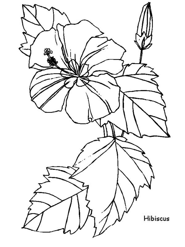 600x800 Hibiscus Flower For Flower Arrangement Coloring Page Color Luna