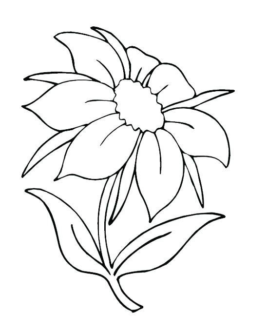 548x685 Color Page Flower Epic Flower Coloring Pages About Remodel