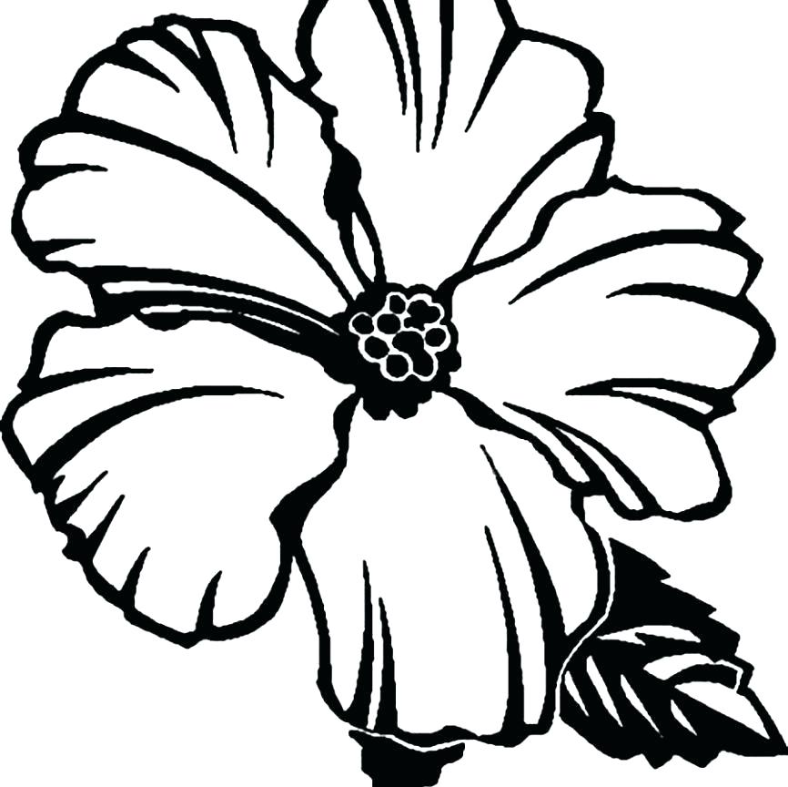 866x864 Hibiscus Flower Coloring Page Hibiscus Flower Coloring Pages Clip