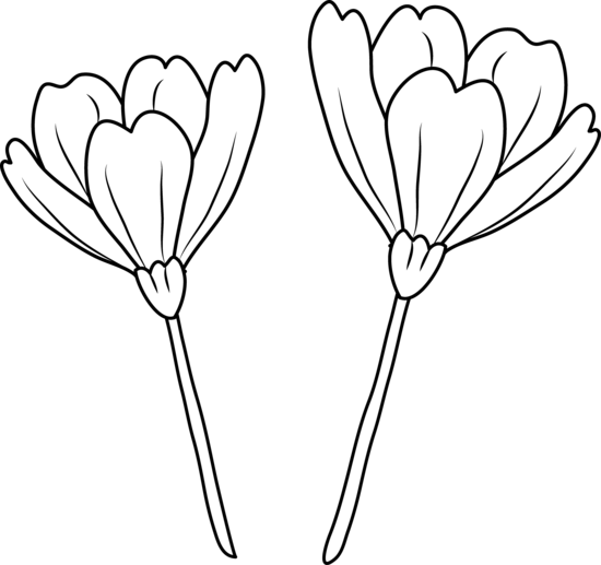 550x517 Poppy Flowers Coloring Page