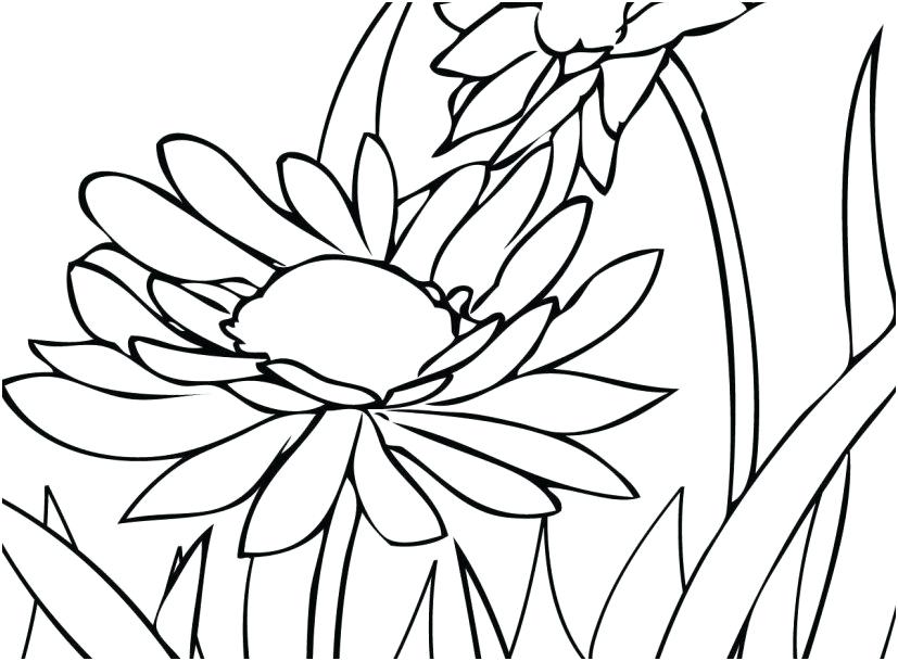827x609 Adult Coloring Book Flowers