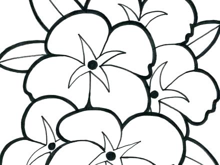 440x330 Hawaiian Flower Coloring Sheets Free Printable Flowers Pages