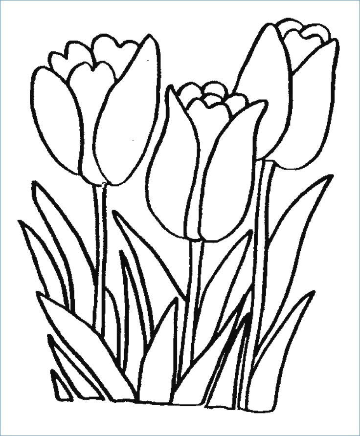 736x892 Flower Coloring Pages Kindergarten
