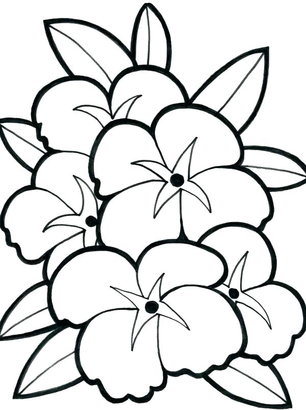 600x803 Hibiscus Flower Coloring Pages Hibiscus Flower Picture Coloring