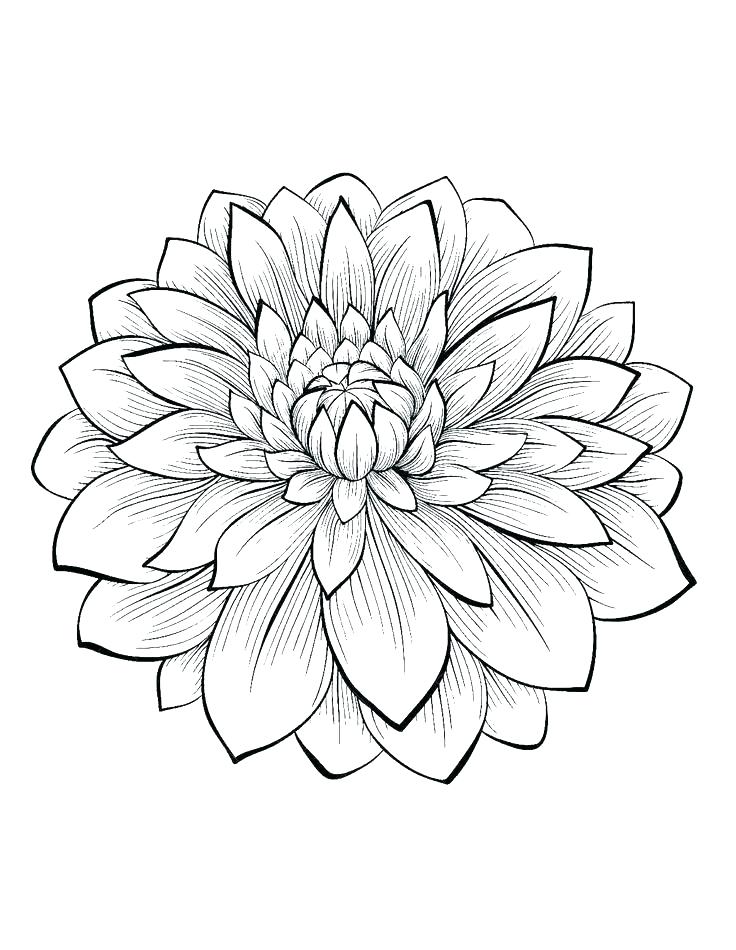 736x950 Simple Flowers Coloring Pages Vanda
