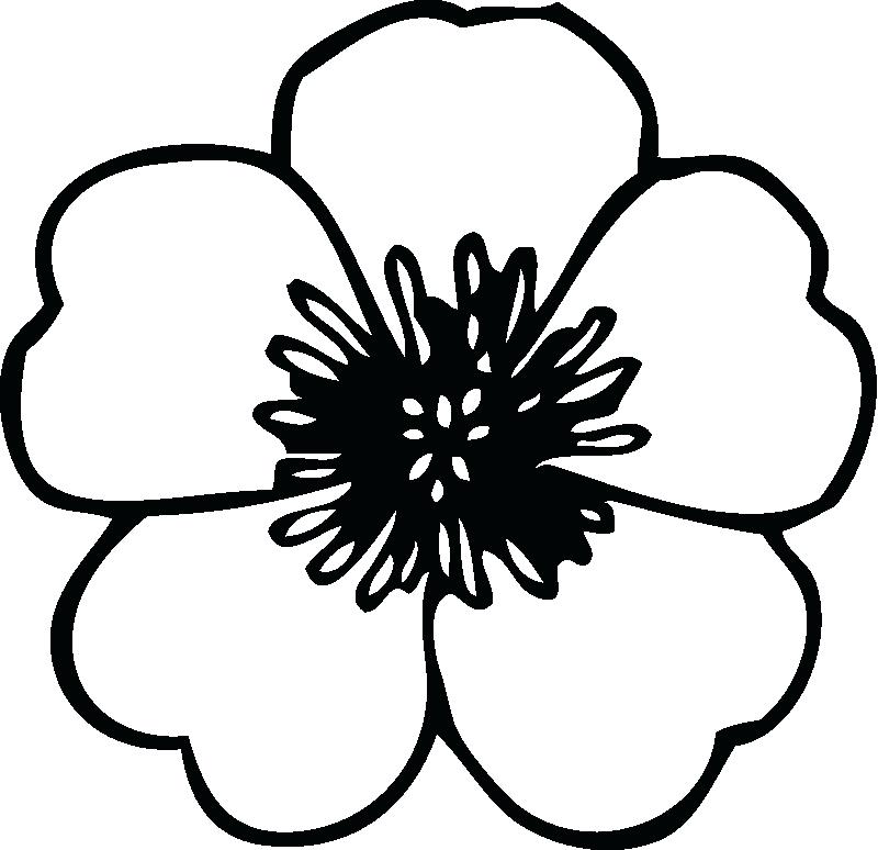 800x774 Flower Colouring In Pictures Jasmine Flower Colouring Pages Daisy