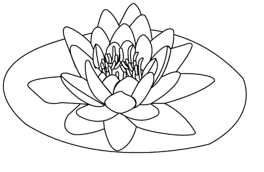 1005x658 Free Printable Lotus Coloring Pages For Kids