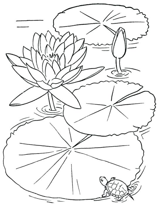 539x699 Flower Coloring Pages To Print Beauty Adult Flower Coloring Pages