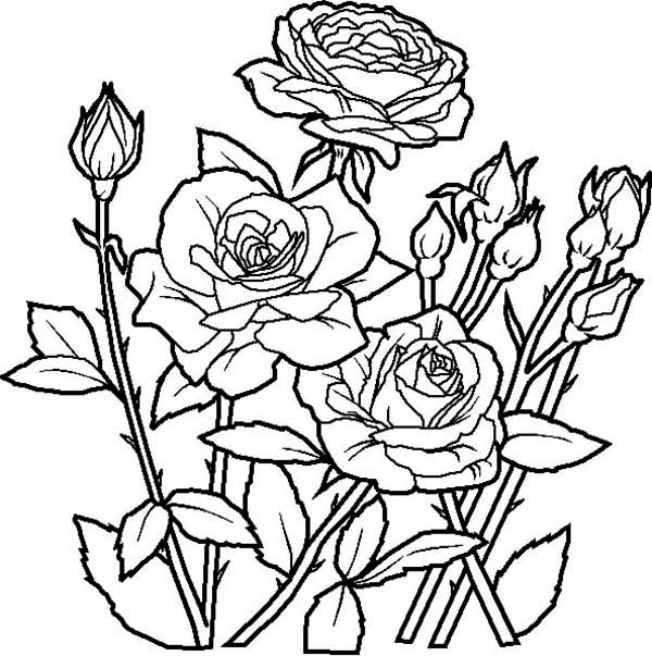 600x603 Rose Flower In The Garden Coloring Page Coloring Stuff