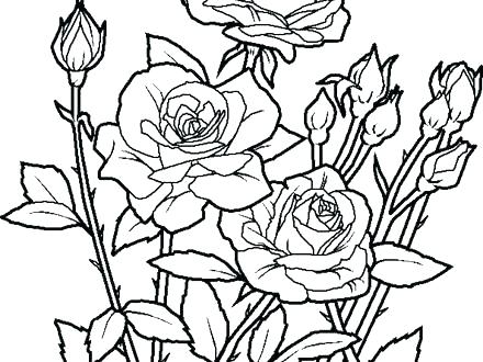 440x330 Coloring Page Flowers Flower Garden Coloring Page Coloring Pages