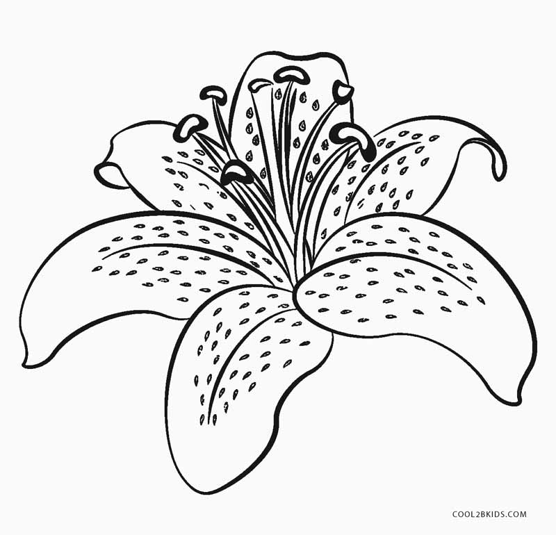 800x770 Free Printable Flower Coloring Pages For Kids