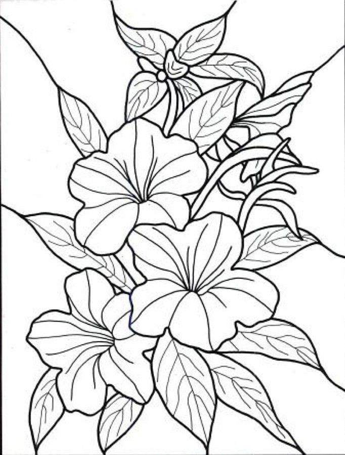 682x900 Pretty Flowers Coloring Pages