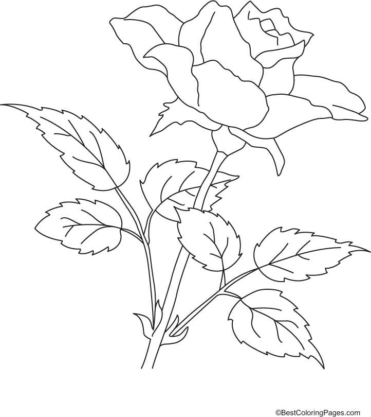 722x810 Rose With Petals Coloring Page Download Free Rose With Petals