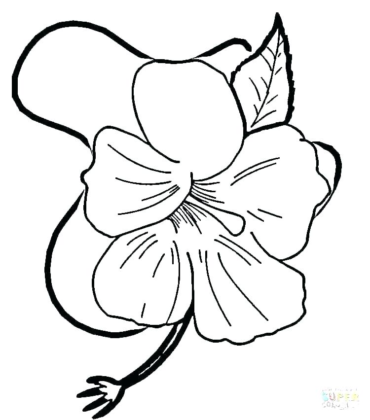 750x852 Flowers Coloring Pages Print