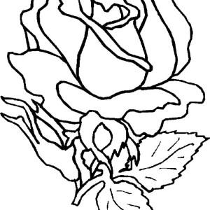 300x300 Three Beautiful Rose Coloring Page