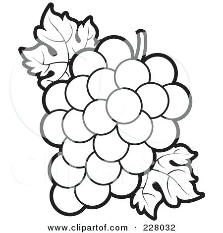 450x470 Grapes Coloring Pages Flower Outlines For Coloring Coloring Page