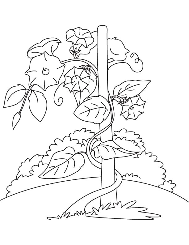 612x792 Vine Coloring Pages