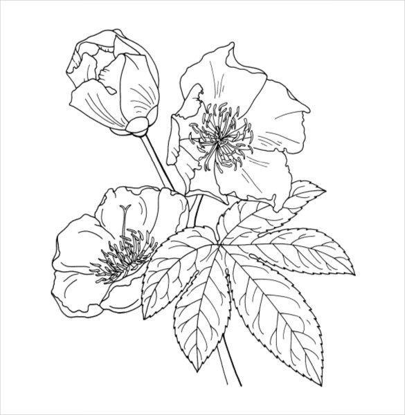 585x600 Flower Coloring Pages Free Vector Format