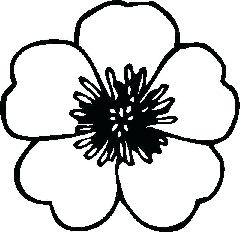 800x774 Flowers Coloring Pages Colors In Coloring Pages Of A Flower