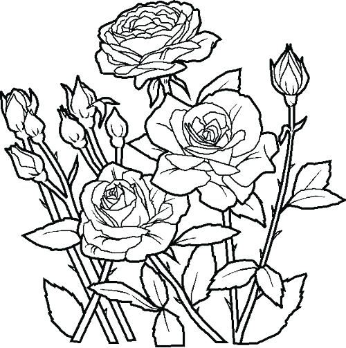 500x503 Free Printable Flowers Coloring Pages Yoschool Site