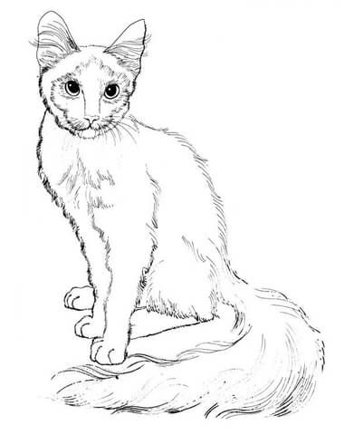 391x480 Sitting Cat Coloring Page From Cats Category Select
