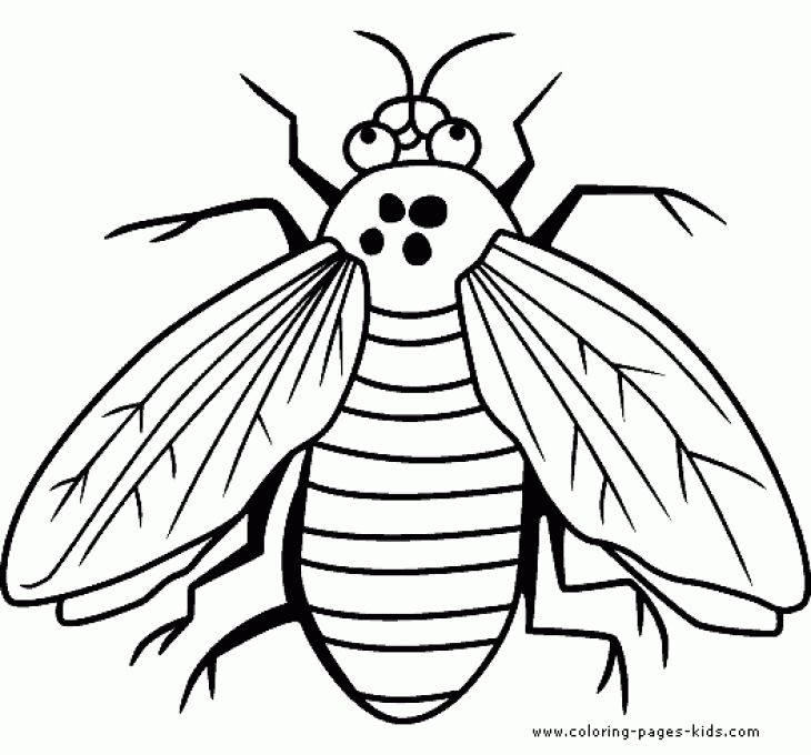 730x680 Fly Is A Bug Coloring Sheet Free Printable Animal Coloring Pages
