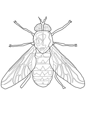 360x480 Fly Coloring Pages Horse Fly Coloring Page Free Printable Coloring