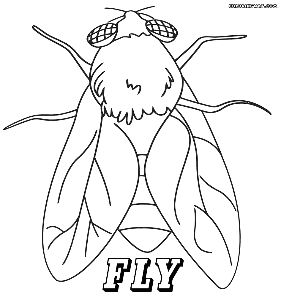 946x1000 New Fly Insect Page To Color Collection Printable Coloring Sheet