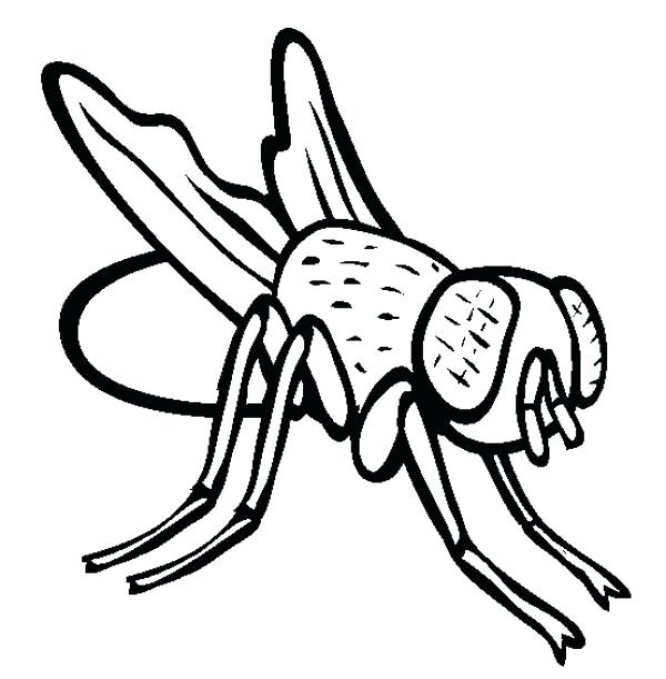 600x611 Fly Coloring Page Disgusting Fly Coloring Page Hi Fly Guy Coloring