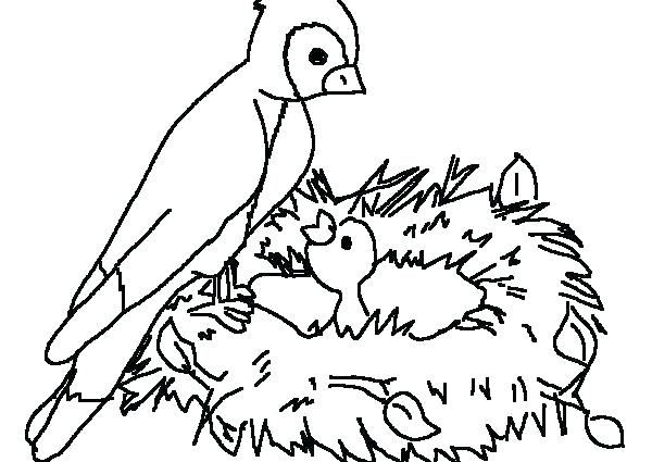 600x425 Robin Bird Coloring Pages Picture Of Bird Coloring Page Robin Bird