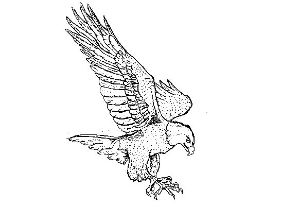 546x402 Flying Eagle Coloring Page Drawing Board Weekly