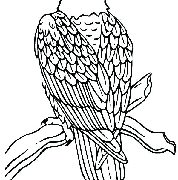 596x600 Golden Eagle Coloring Page