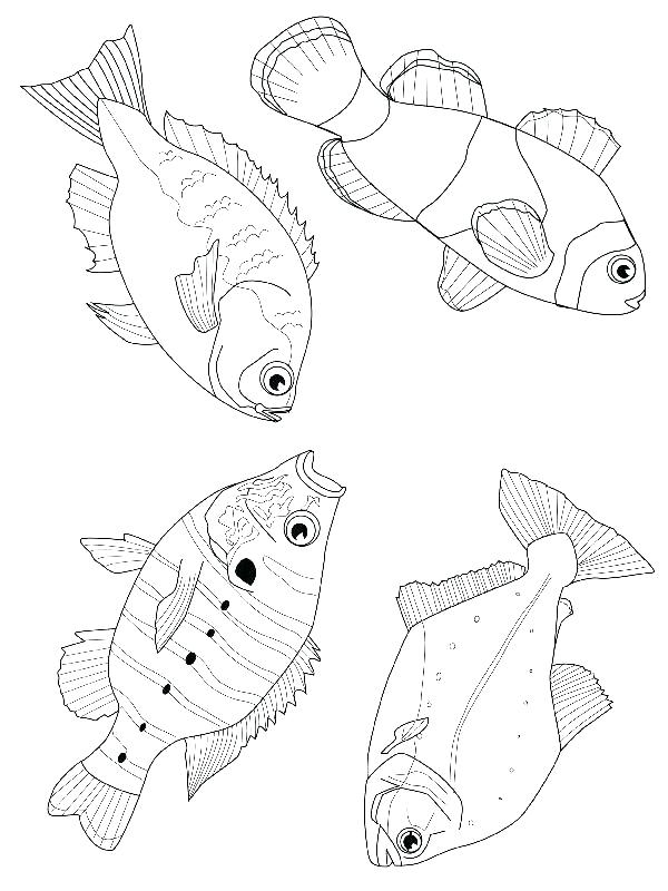 600x800 Flying Fish Coloring Page Flying Fish Coloring Pages Coloring